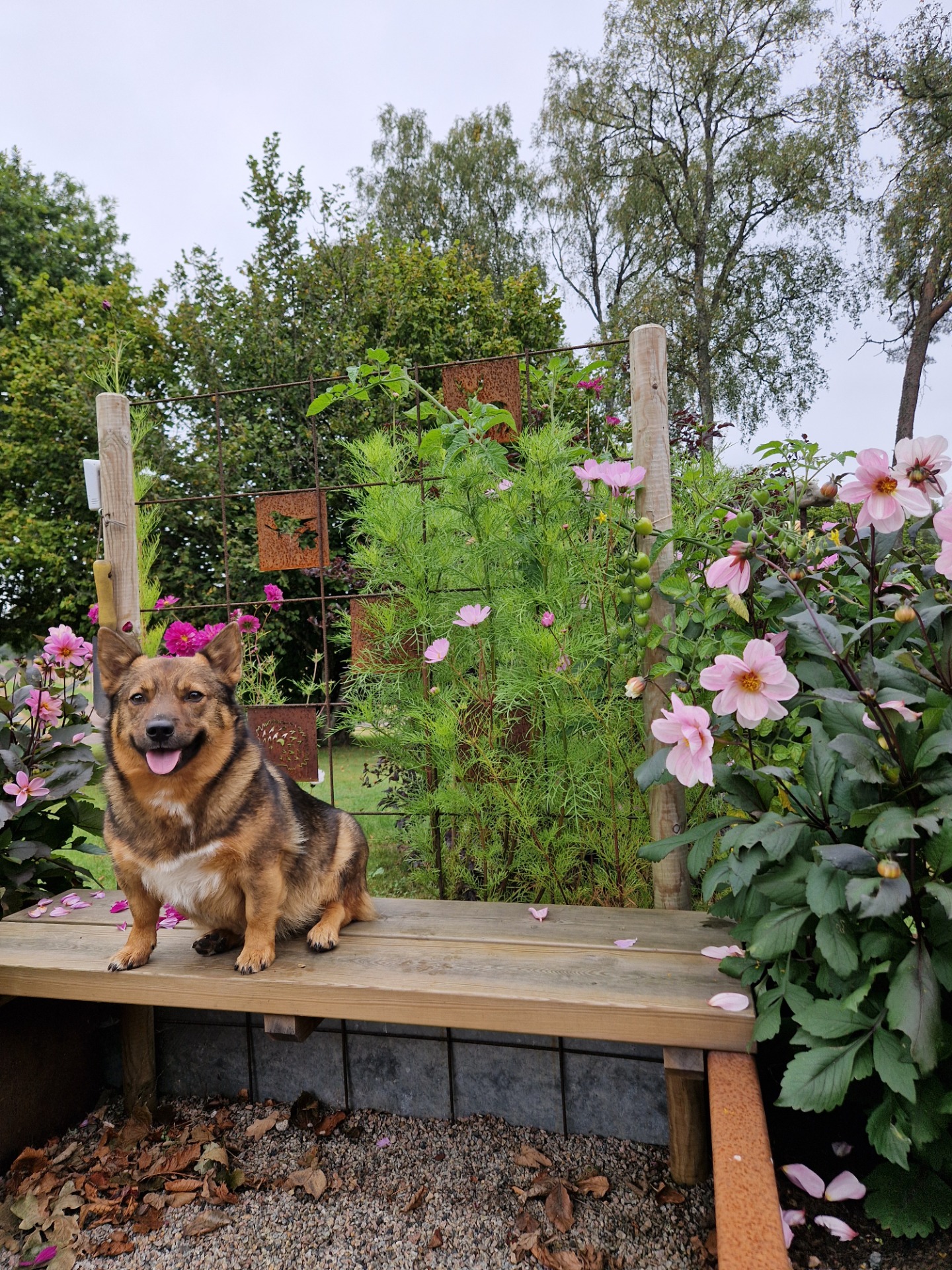 Magen växer på Cälma